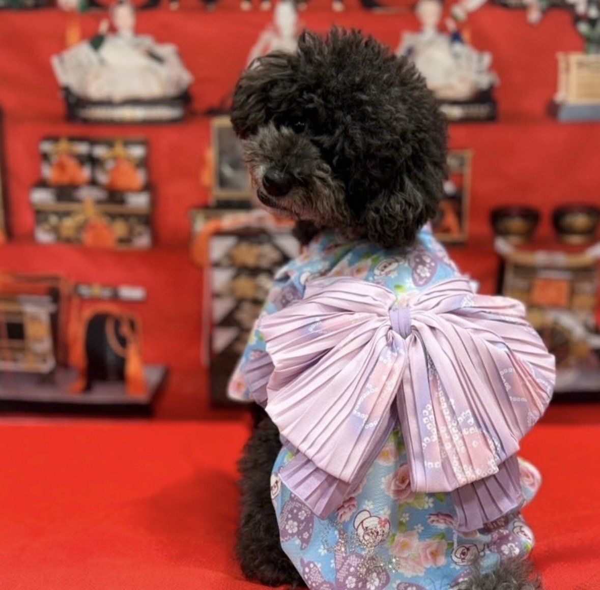 ひな人形の前で着物を着たワンちゃん