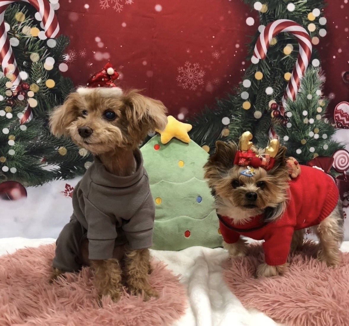 クリスマスの衣装を着たワンちゃん2頭